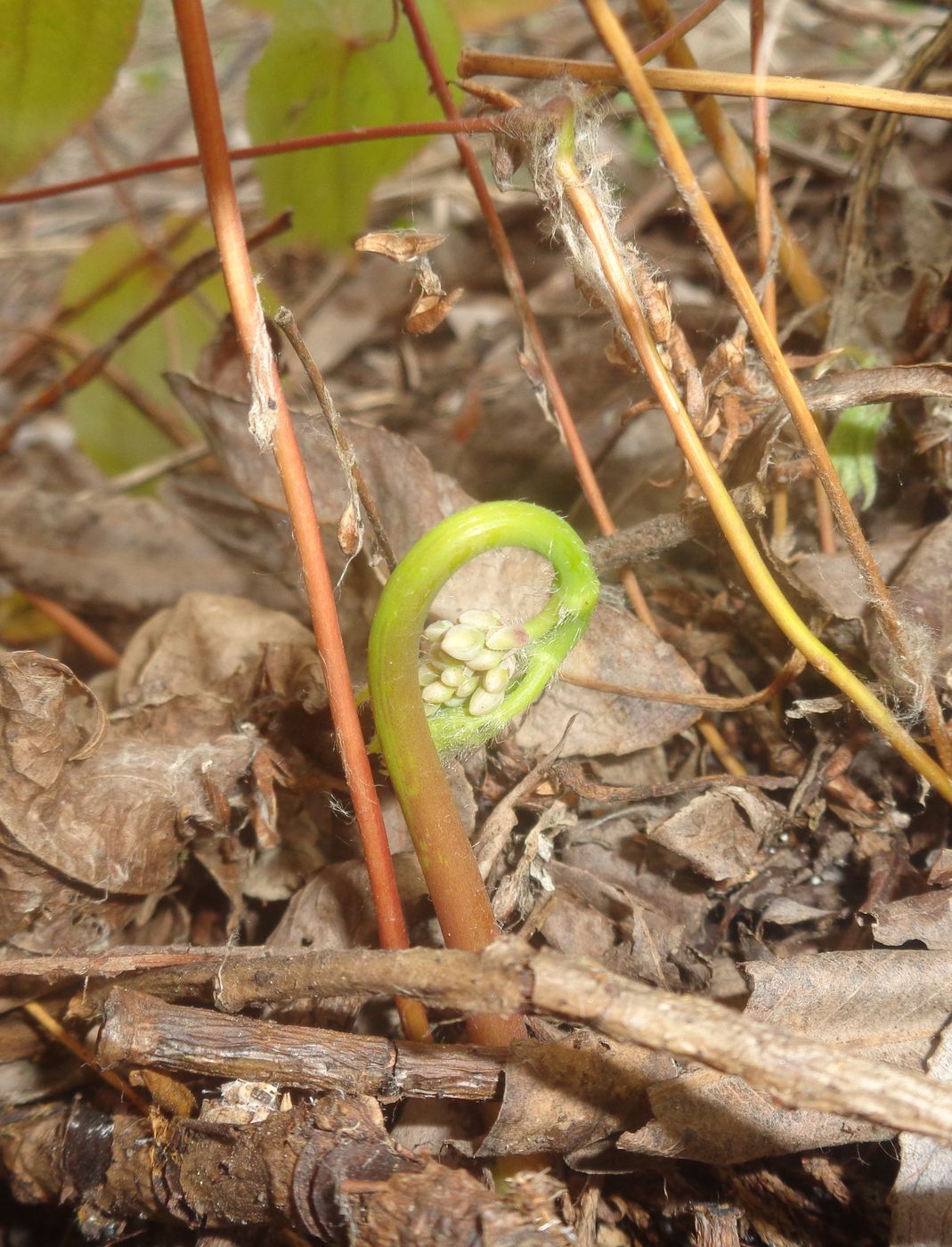 Image of Epimedium &times; cantabrigiense specimen.