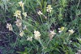 Oxytropis dasypoda
