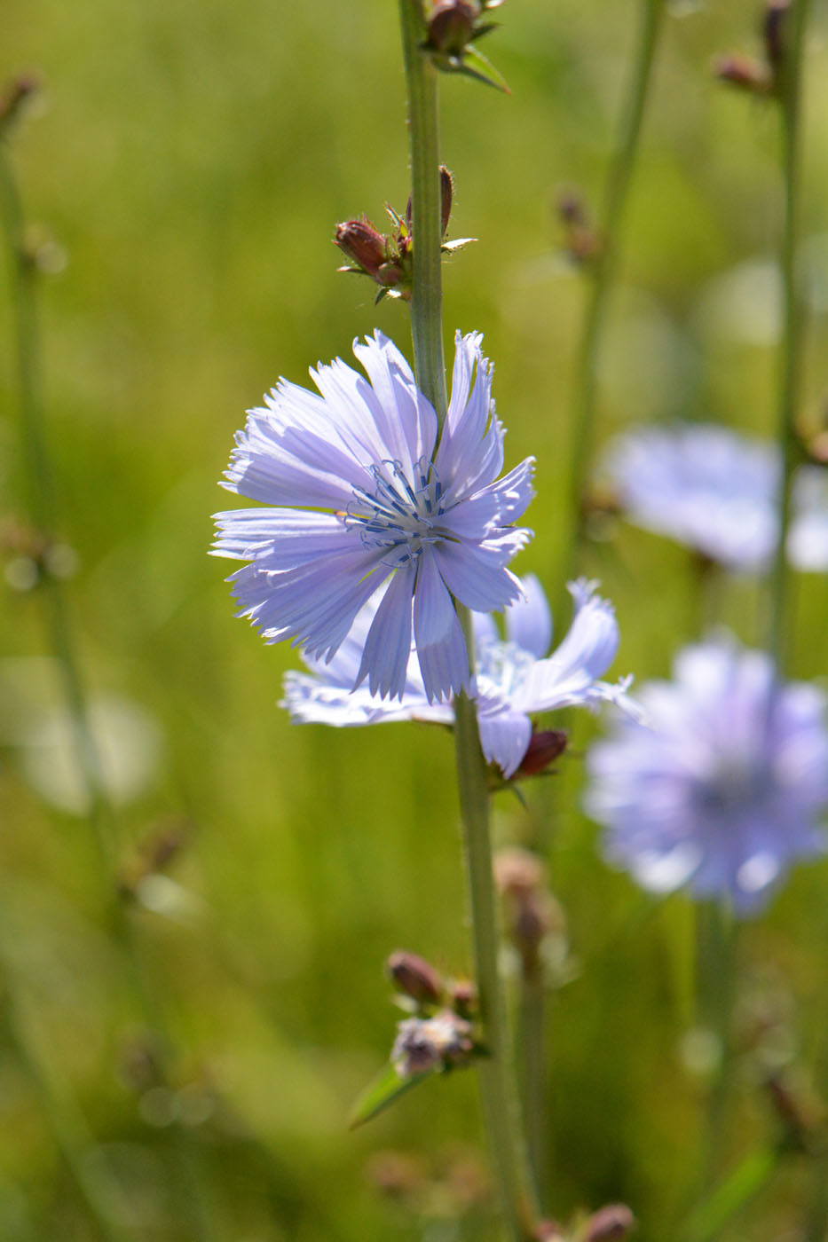 Image of Cichorium intybus specimen.