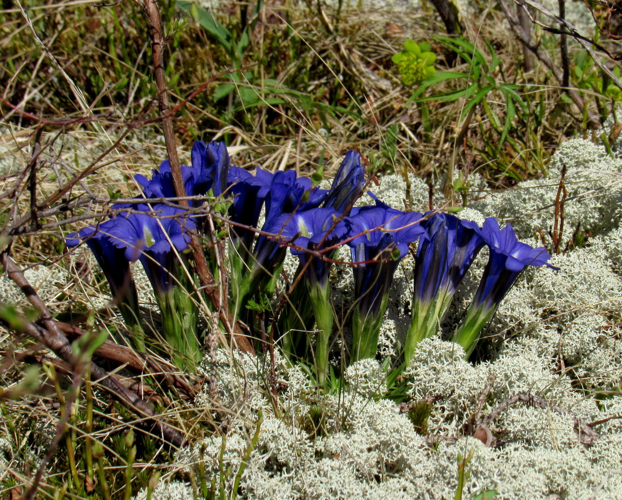 Изображение особи Gentiana grandiflora.