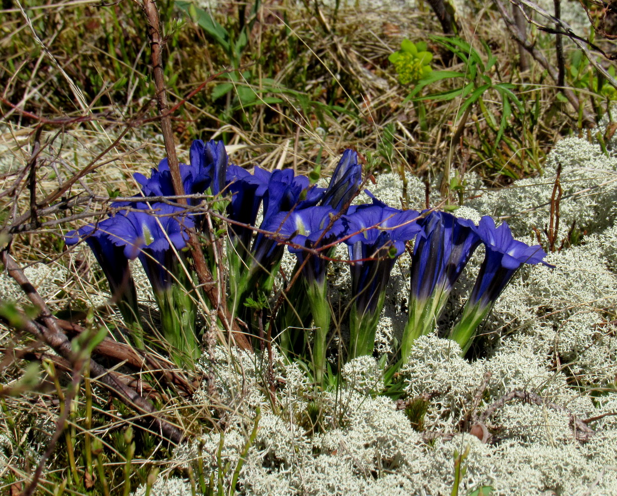 Image of Gentiana grandiflora specimen.