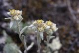 genus Leontopodium. Соцветия. Иркутская обл., Ольхонский р-н, окр. с. Сахюрта, Тутайский залив оз. Байкал, береговой склон, степь. 13.07.2019.
