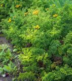 Tanacetum vulgare var. crispum