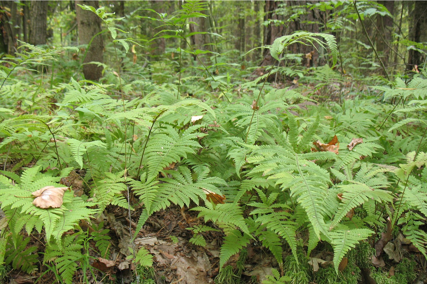 Изображение особи Phegopteris connectilis.