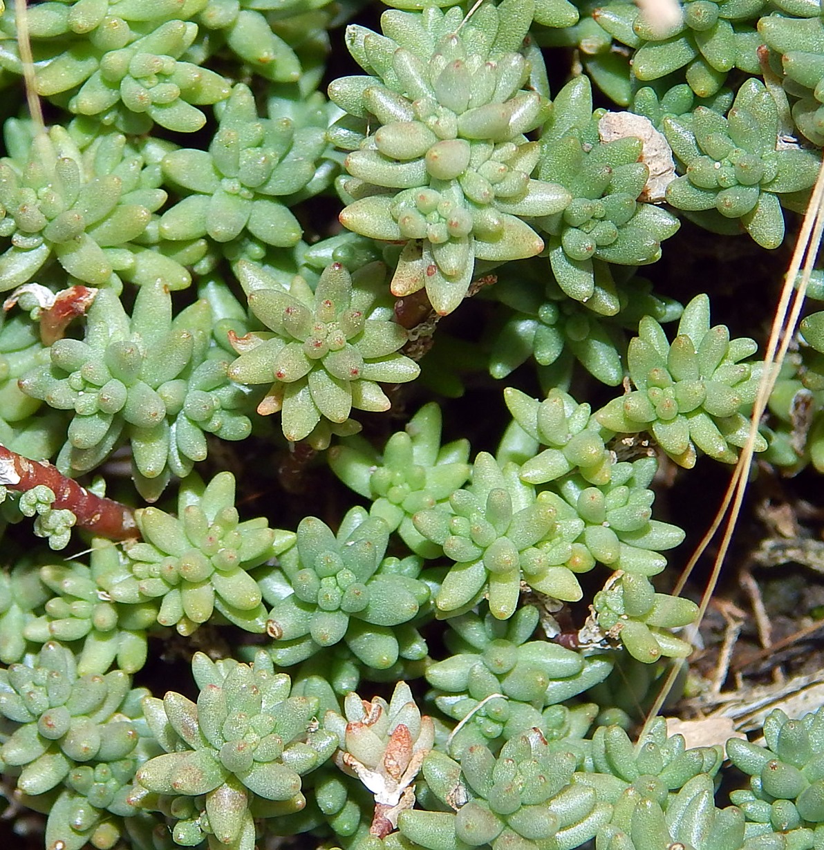 Image of Sedum acre specimen.