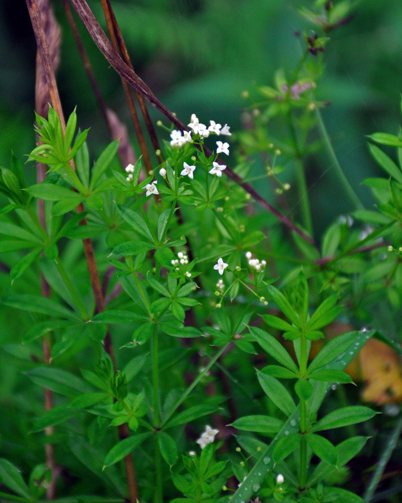 Image of Galium rivale specimen.