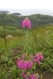Pedicularis spicata