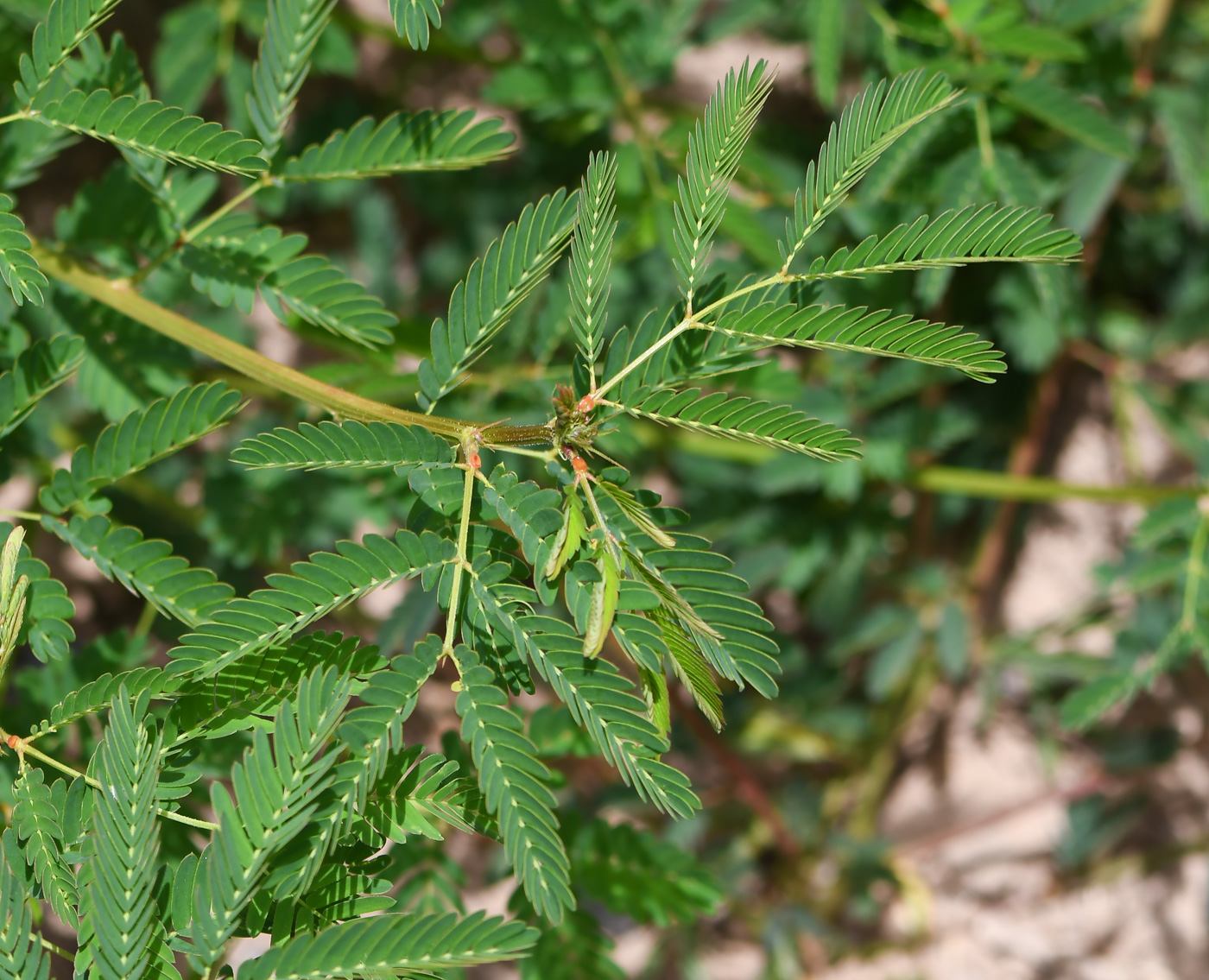 Изображение особи Desmanthus pernambucanus.