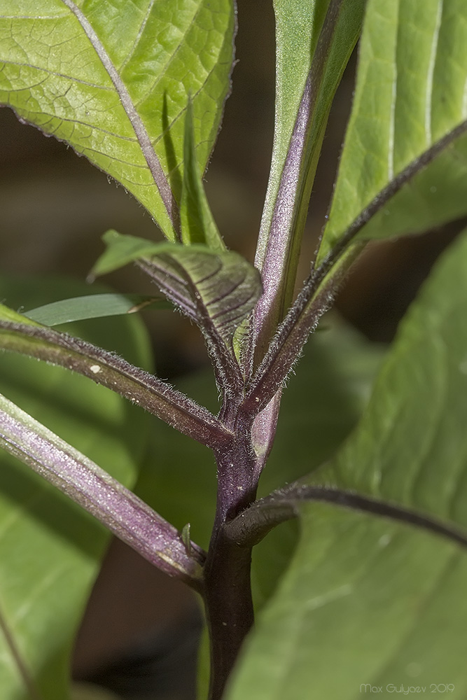 Image of Atropa bella-donna specimen.