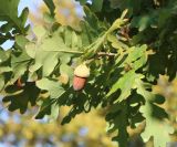 Quercus pedunculiflora