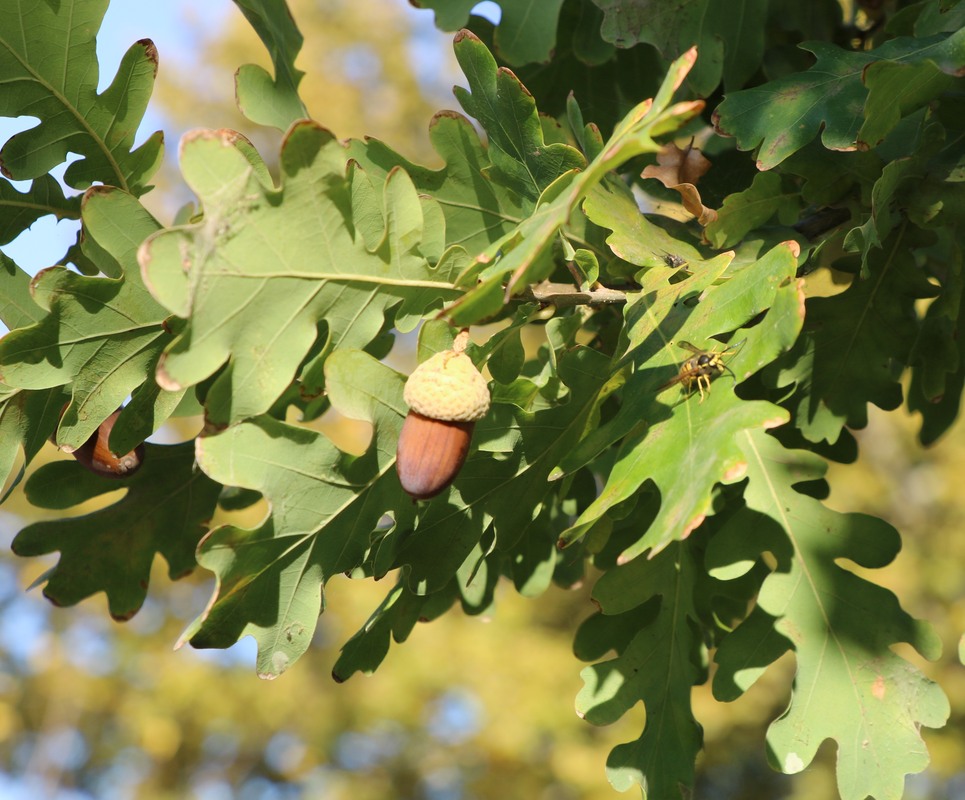 Изображение особи Quercus pedunculiflora.