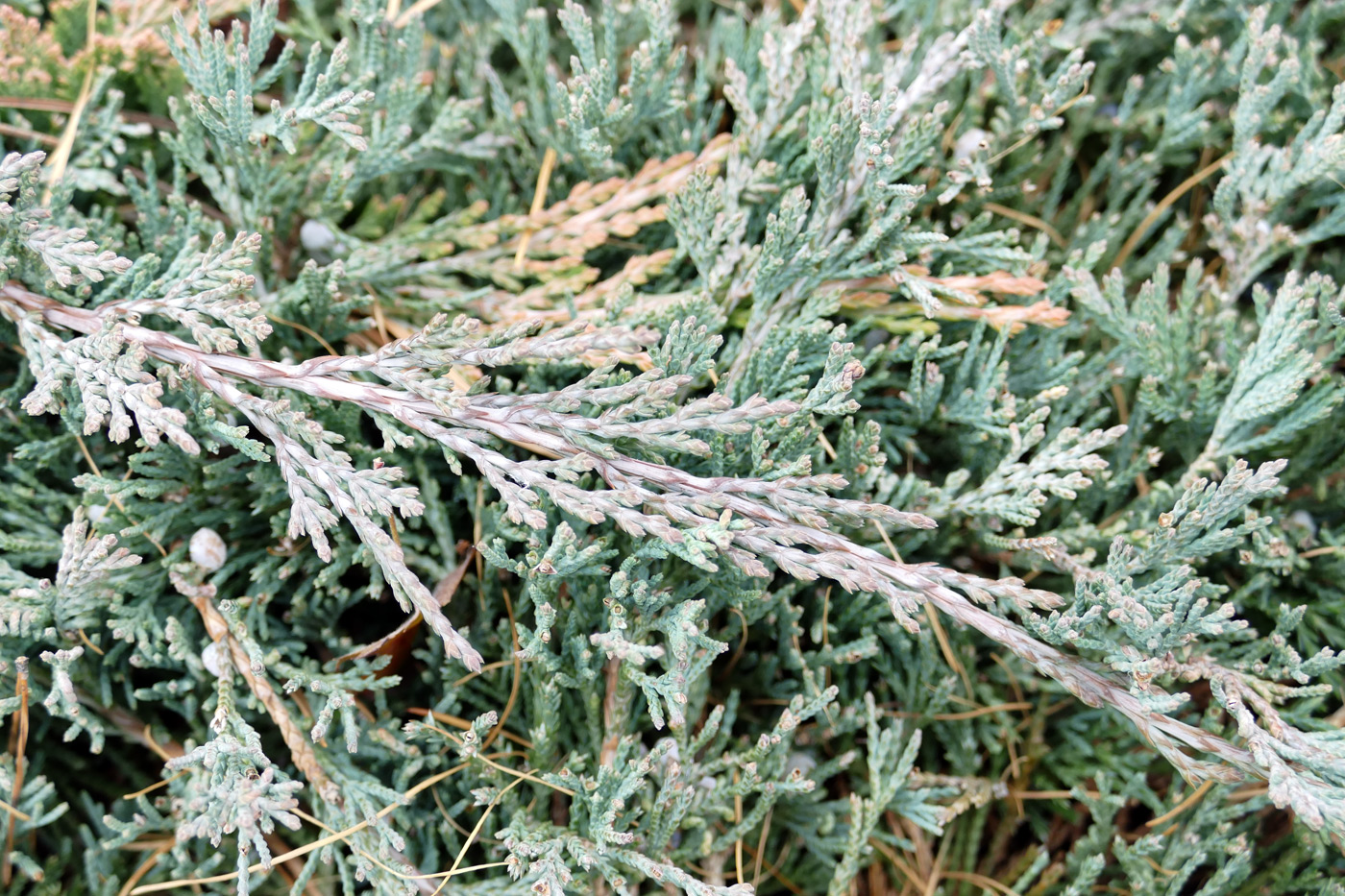 Изображение особи Juniperus horizontalis.