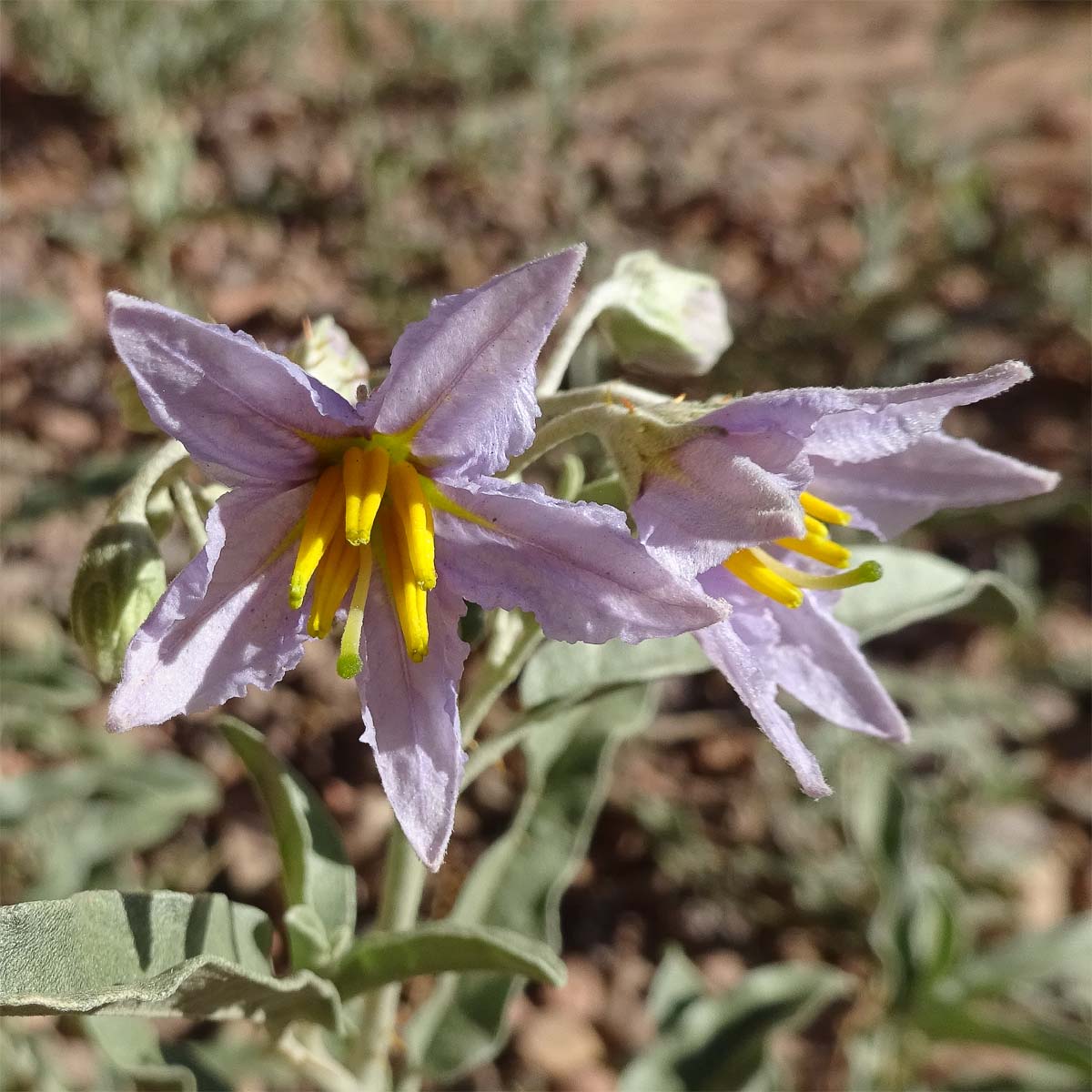 Image of Solanum elaeagnifolium specimen.