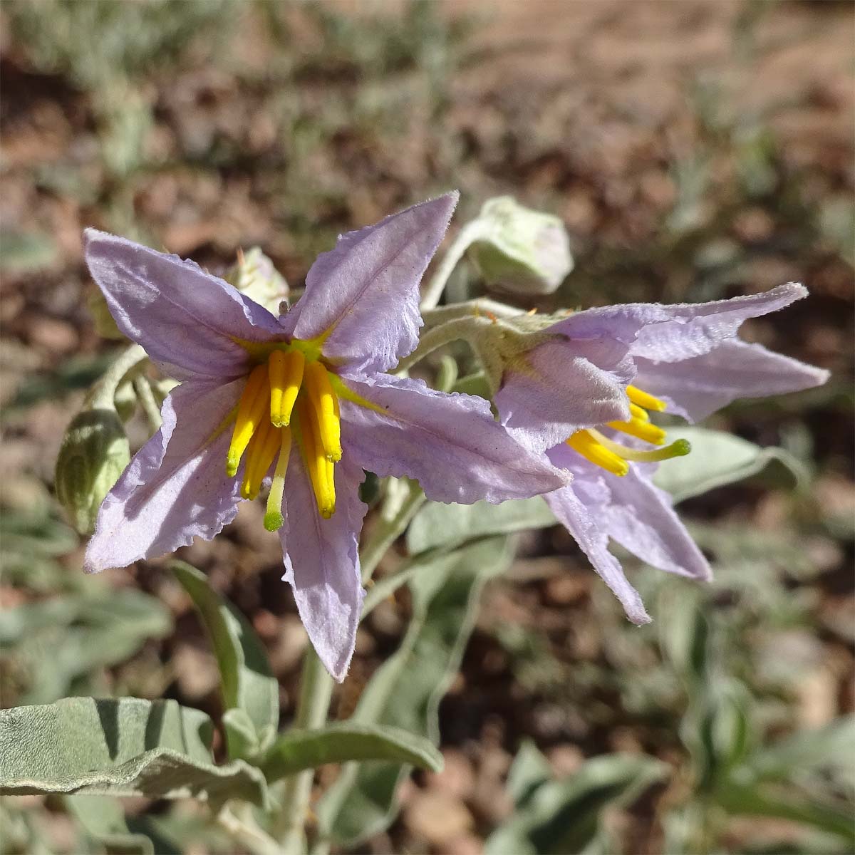 Изображение особи Solanum elaeagnifolium.