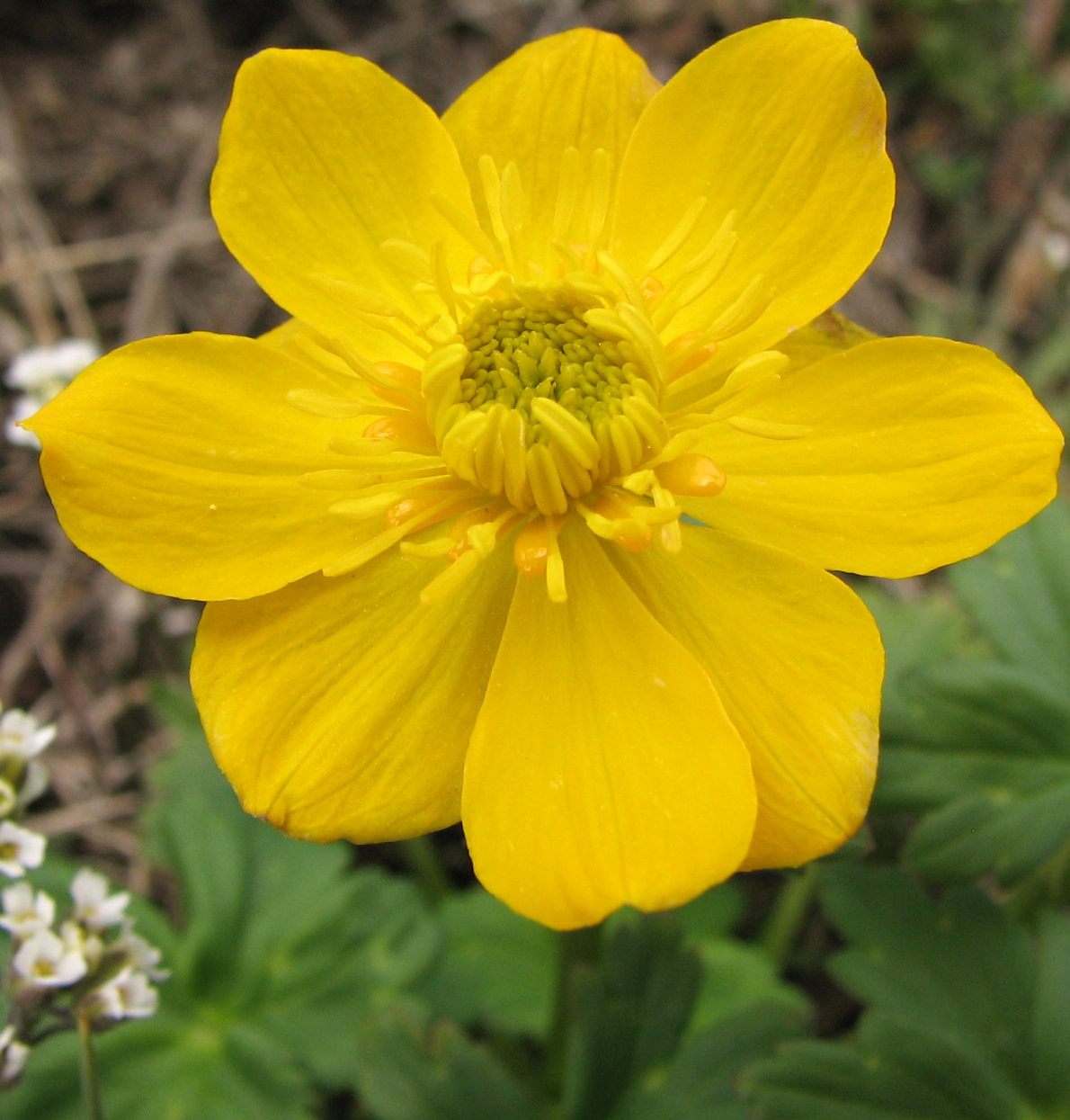 Изображение особи Trollius dschungaricus.