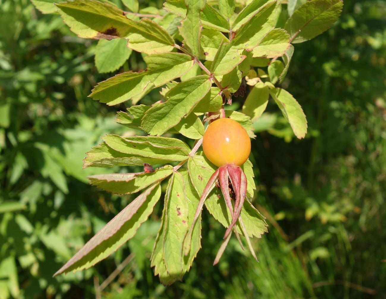 Изображение особи Rosa amblyotis.