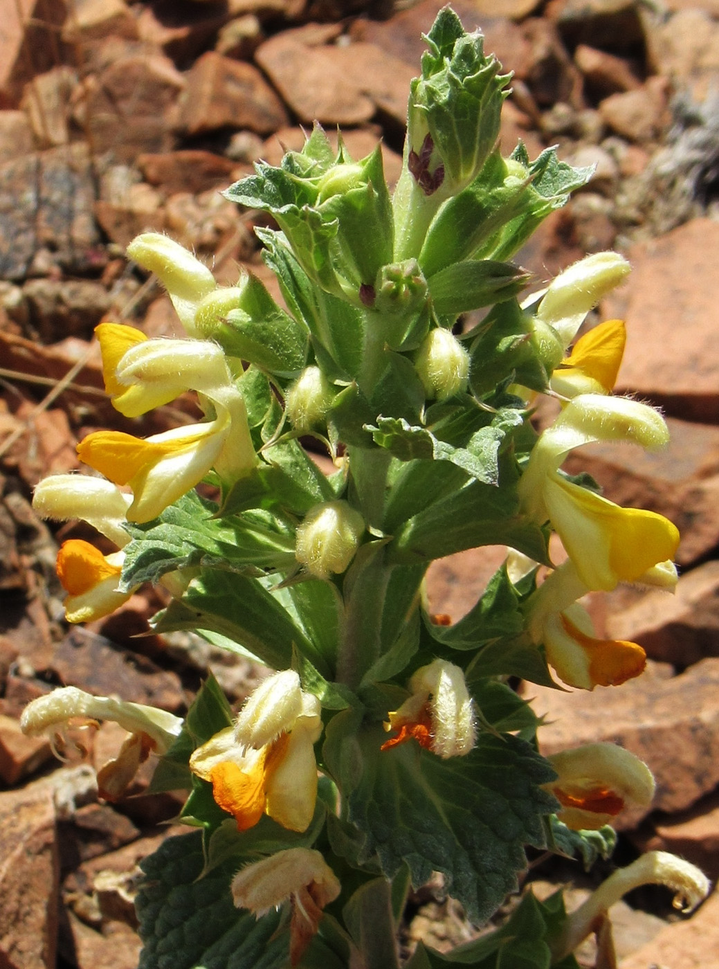 Image of Eremostachys affinis specimen.