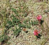 Hedysarum setigerum. Цветущее растение. Алтай, берег р. Катунь в районе устья р. Чуя. 20.07.2010.
