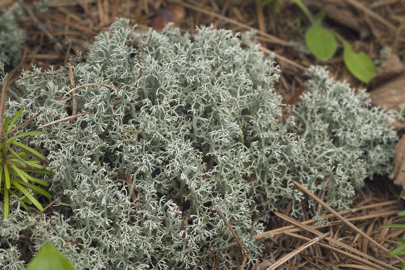 Image of Cladonia arbuscula specimen.