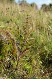 Lycopus europaeus. Плодоносящее растение. Беларусь, Витебская обл., дер. Сурмино, песчаный берег озера. 18.08.2019.