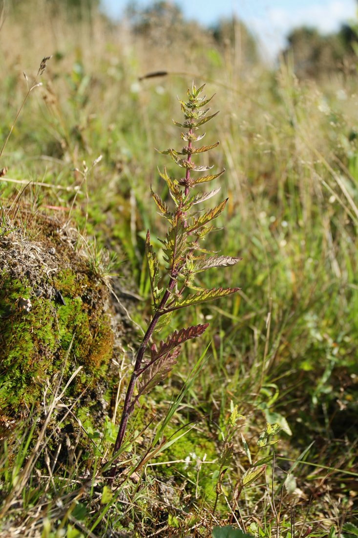 Изображение особи Lycopus europaeus.