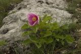 Paeonia daurica