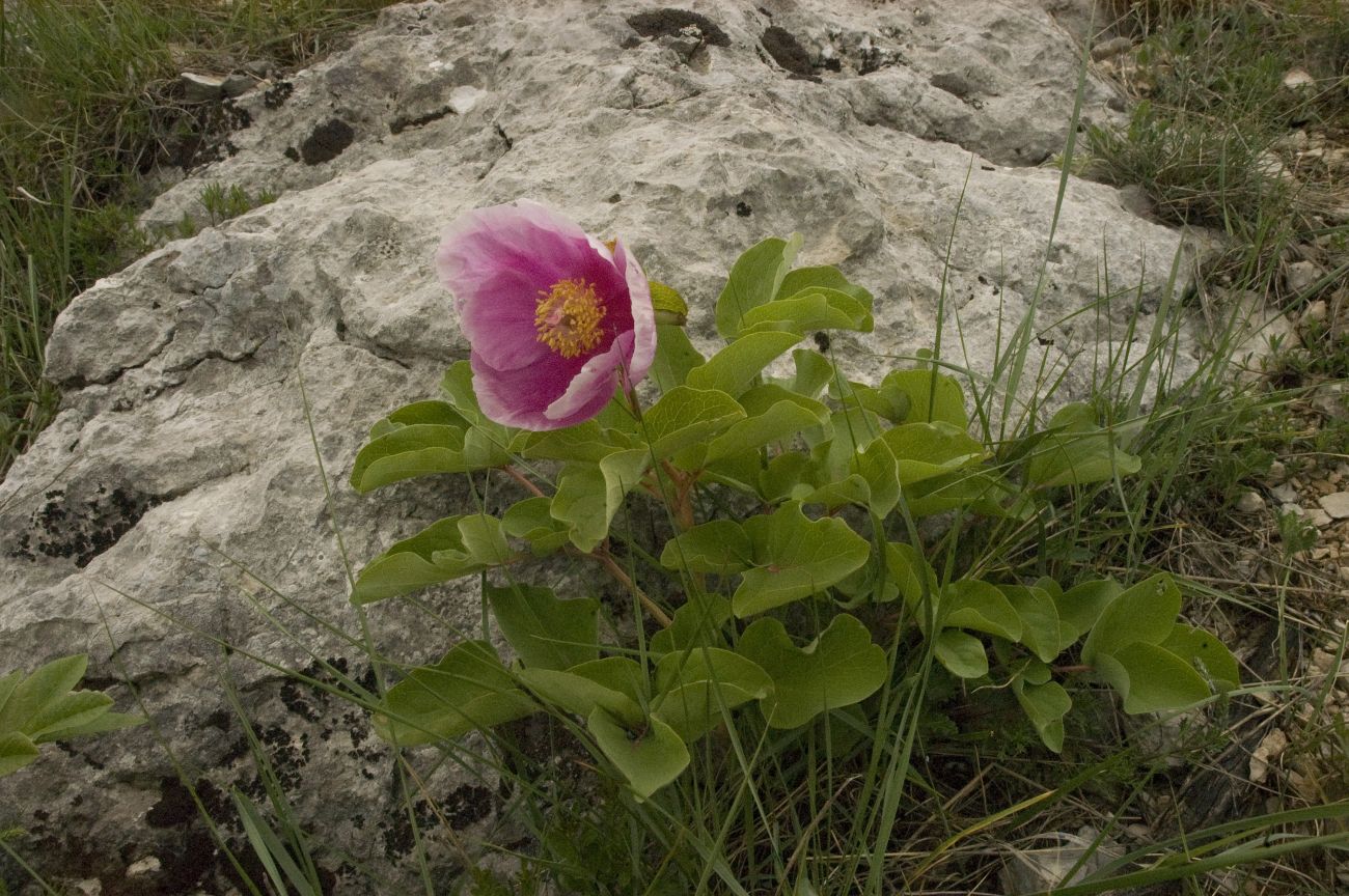 Image of Paeonia daurica specimen.