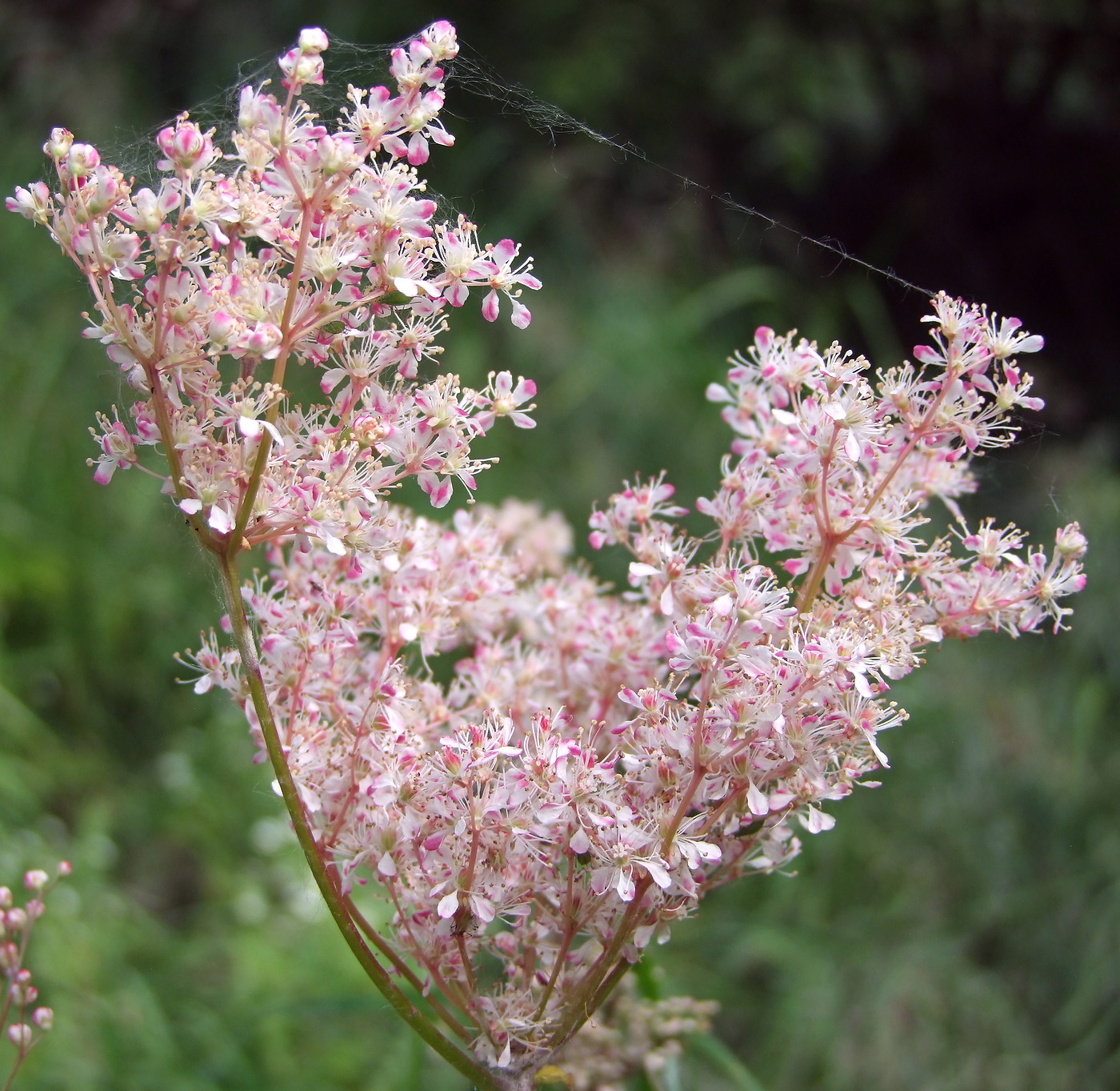 Image of Filipendula palmata specimen.
