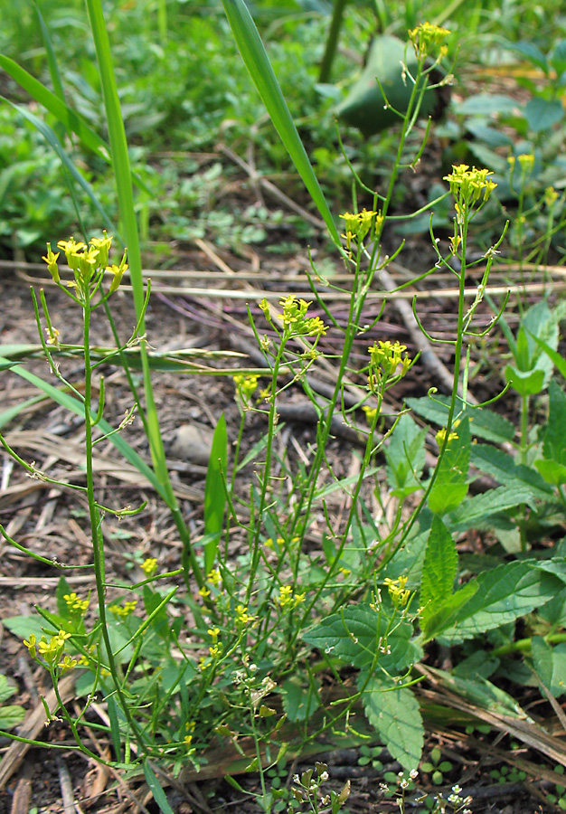 Изображение особи Erysimum cheiranthoides.