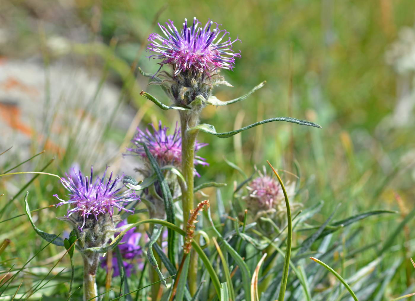 Image of Saussurea schanginiana specimen.