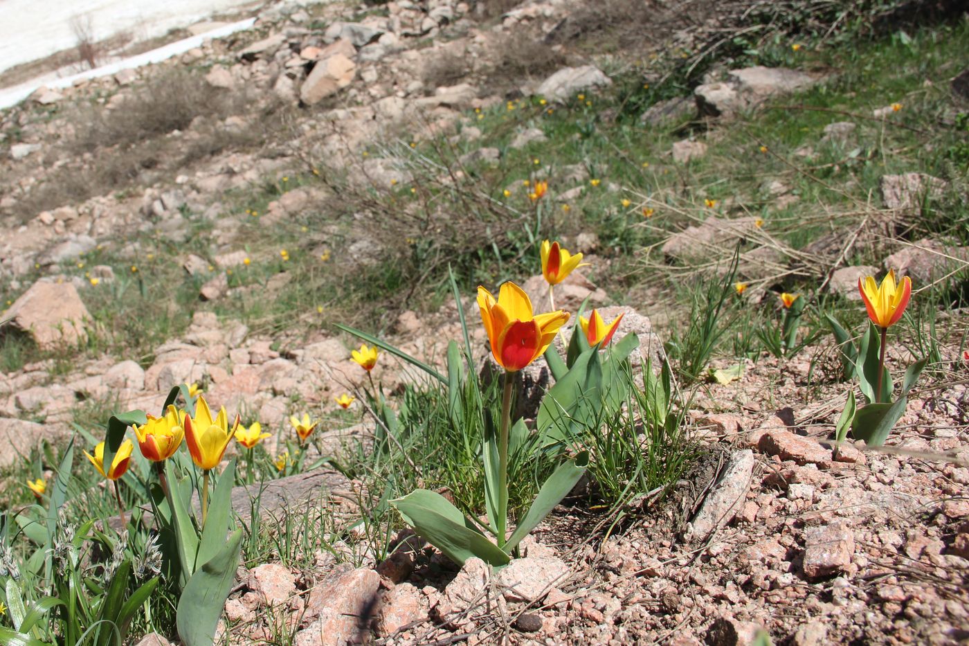 Image of Tulipa tschimganica specimen.