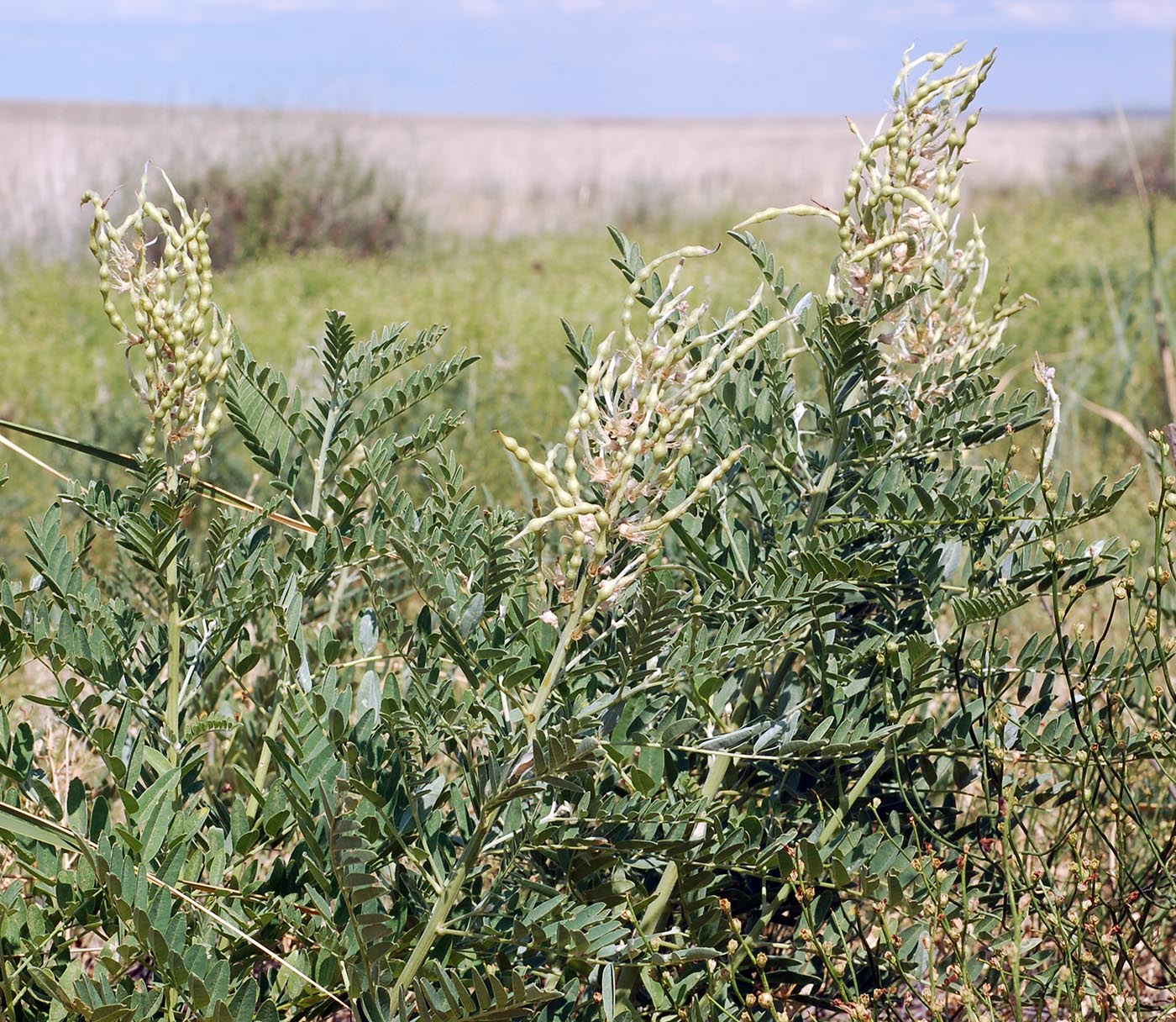 Image of Pseudosophora alopecuroides specimen.