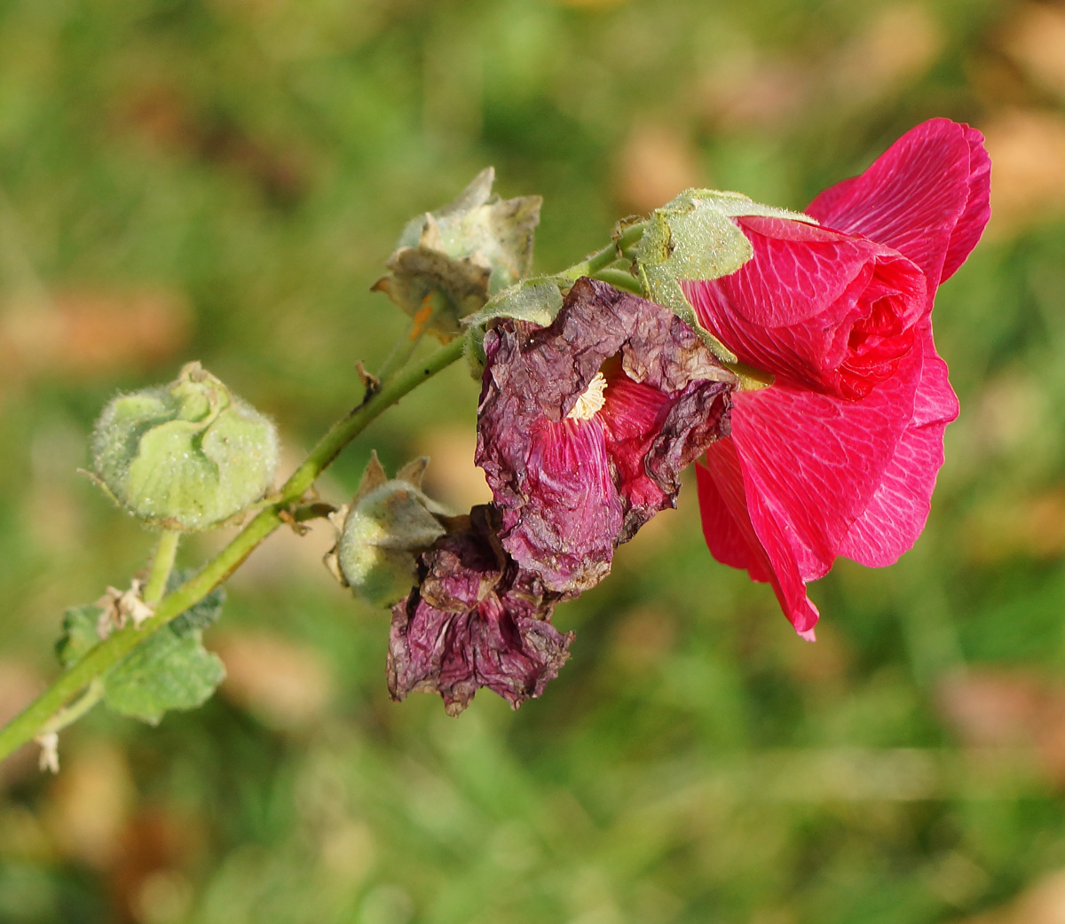 Image of Alcea rosea specimen.