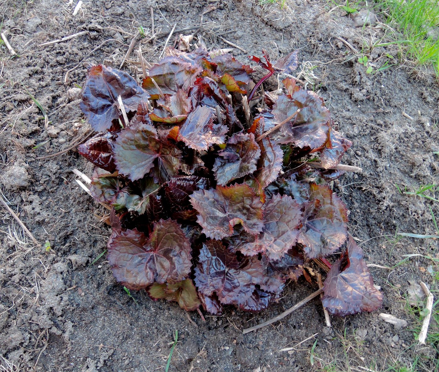 Изображение особи Ligularia dentata.