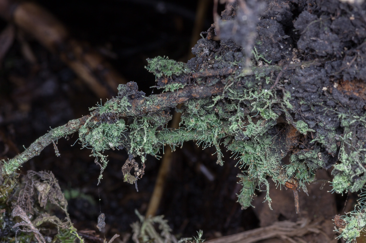 Image of genus Chaenotheca specimen.