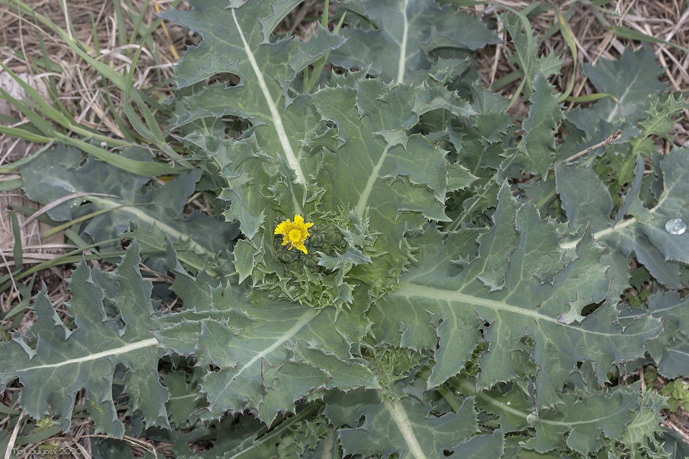 Изображение особи Sonchus asper.