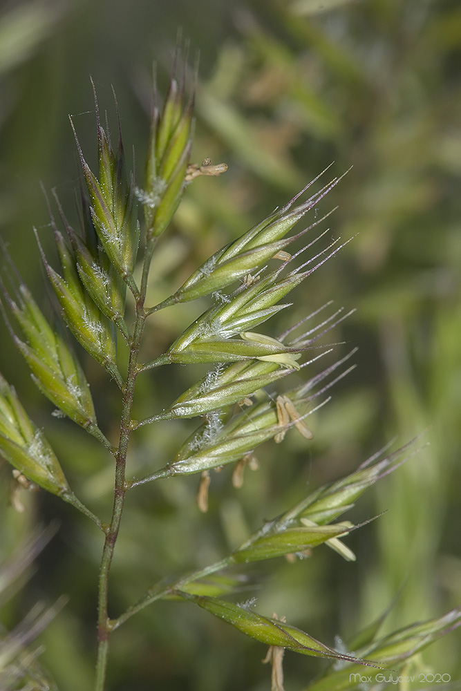 Image of Festuca rupicola specimen.