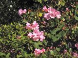 Rhododendron oreodoxa разновидность fargesii. Верхушки побегов с соцветиями. Великобритания, Шотландия, Эдинбург, Royal Botanic Garden Edinburgh, в культуре. 4 апреля 2008 г.