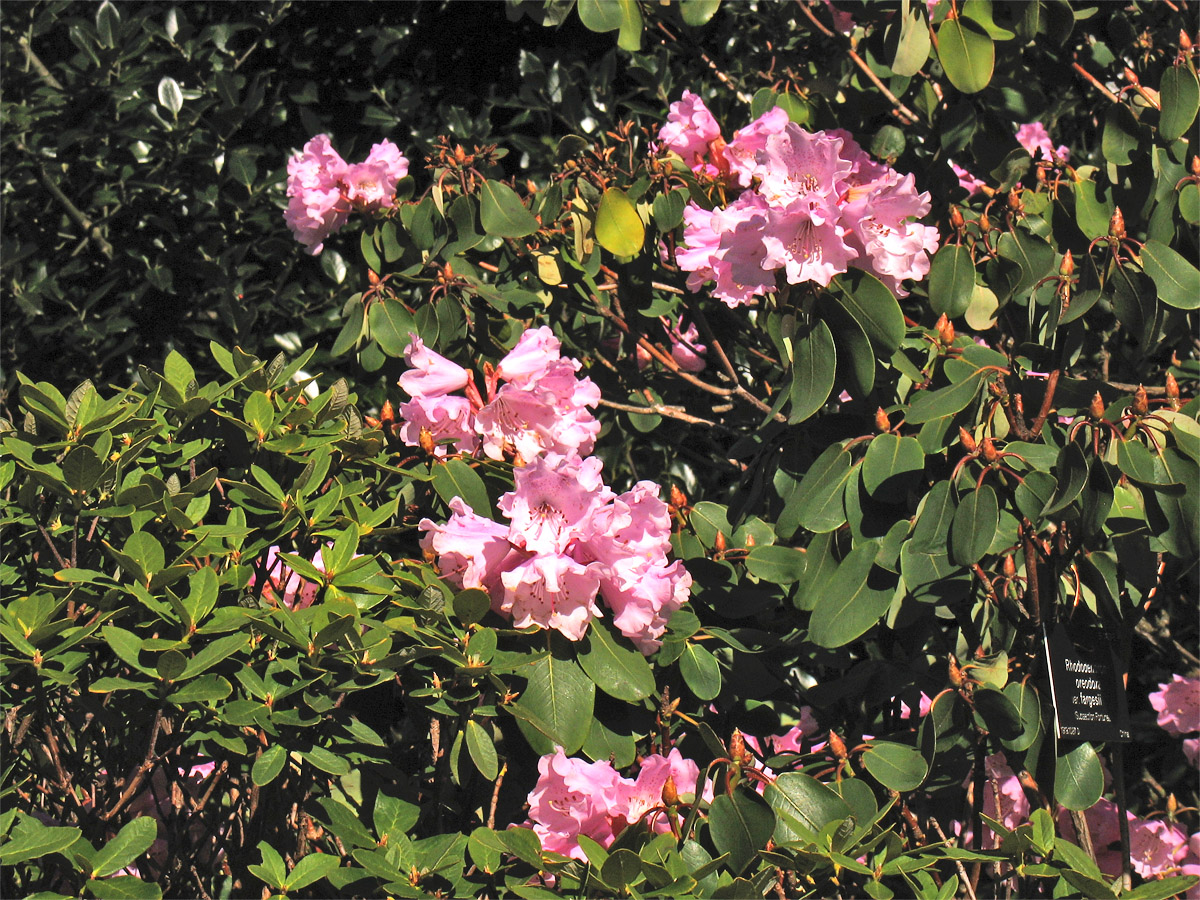 Изображение особи Rhododendron oreodoxa var. fargesii.