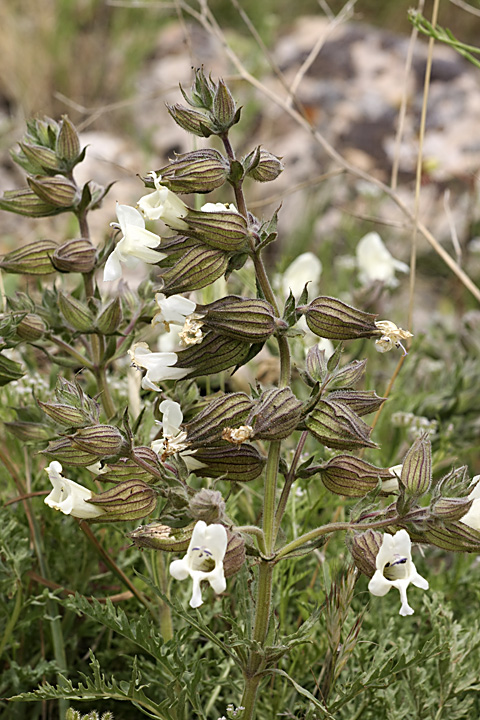 Image of Salvia trautvetteri specimen.