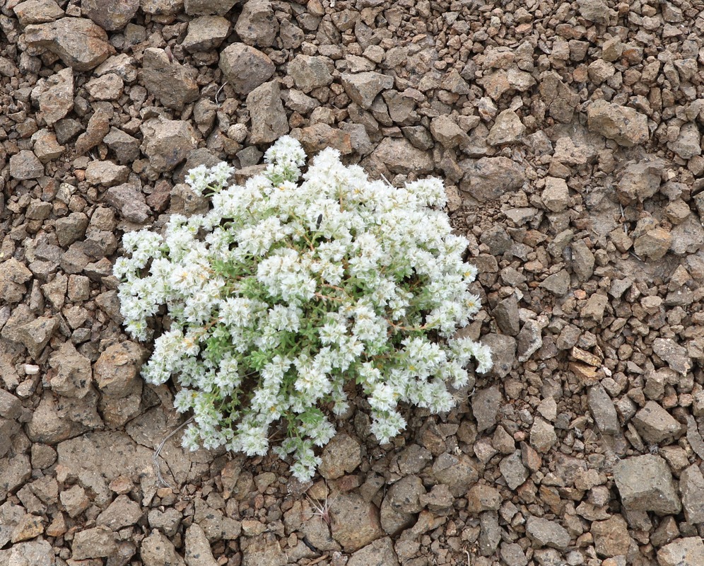 Image of Paronychia kurdica specimen.