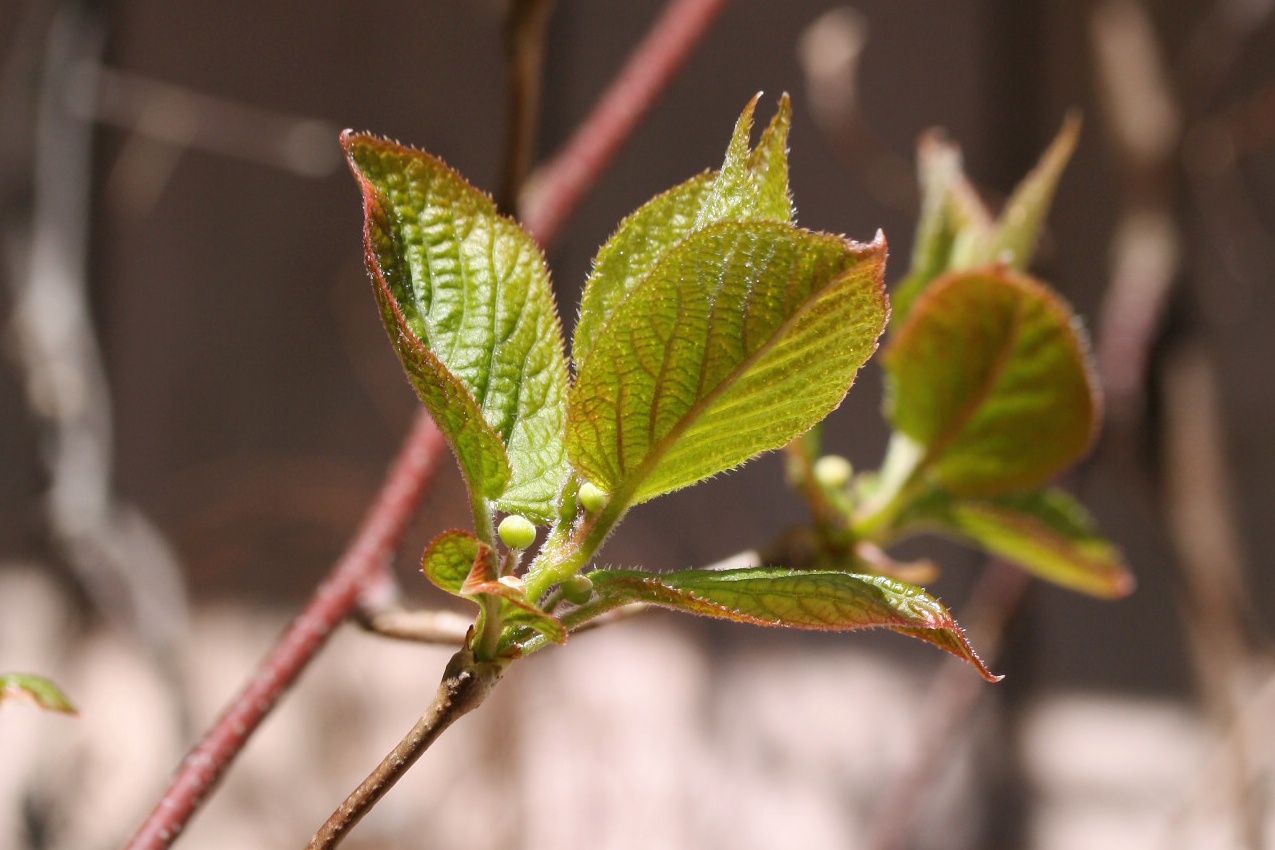 Image of Actinidia kolomikta specimen.