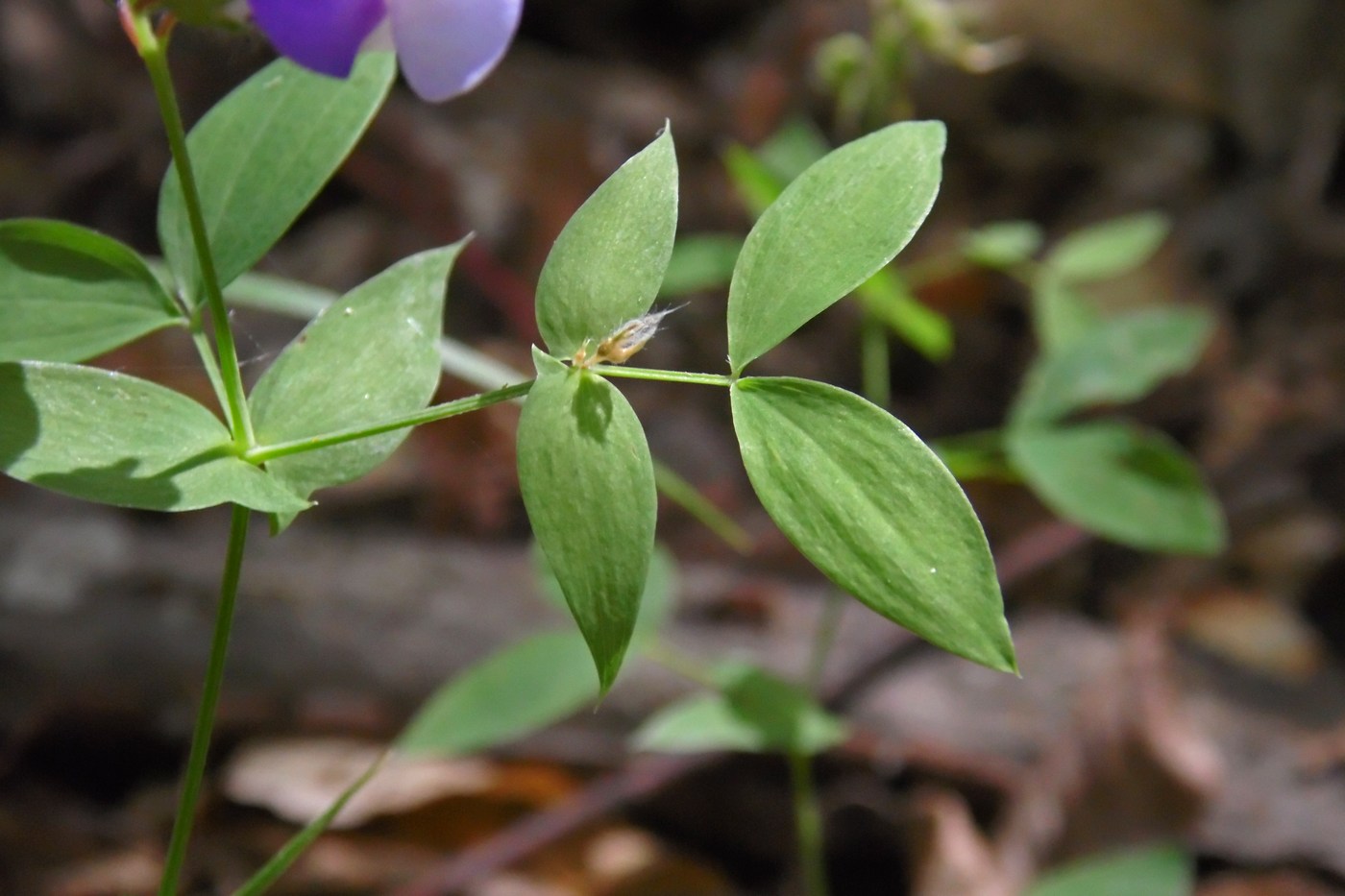 Изображение особи Lathyrus laxiflorus.