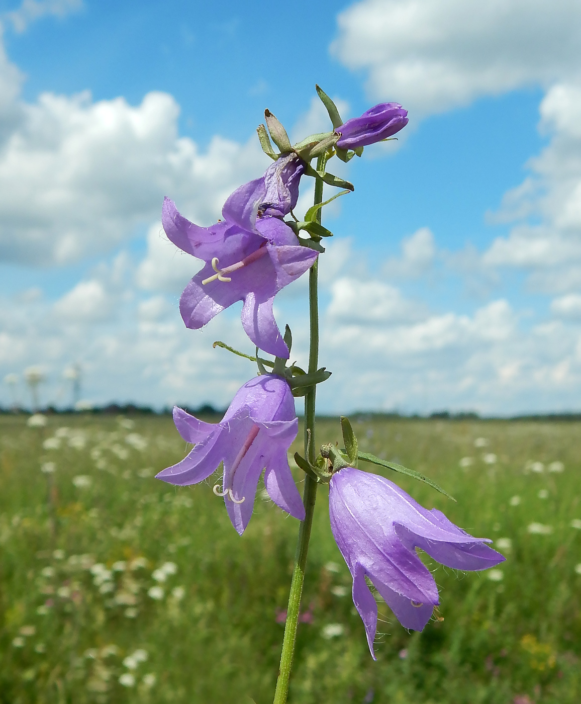 Image of Campanula rapunculoides specimen.