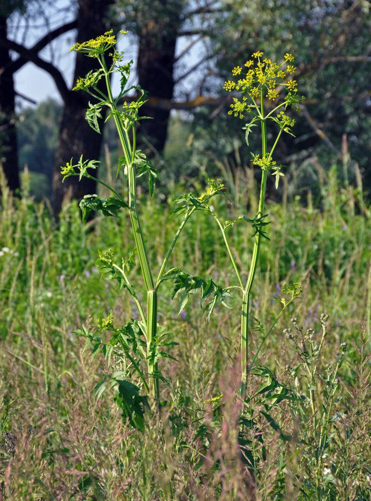 Image of Pastinaca sativa specimen.