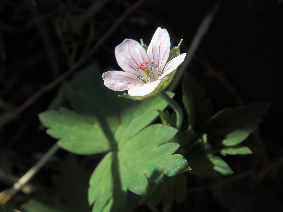 Image of Geranium sibiricum specimen.