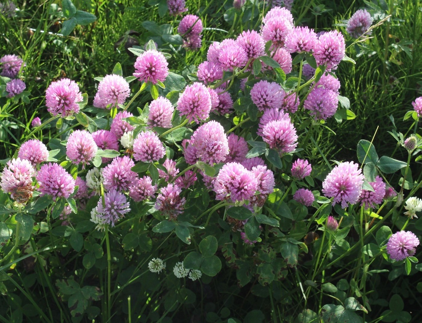 Изображение особи Trifolium pratense.