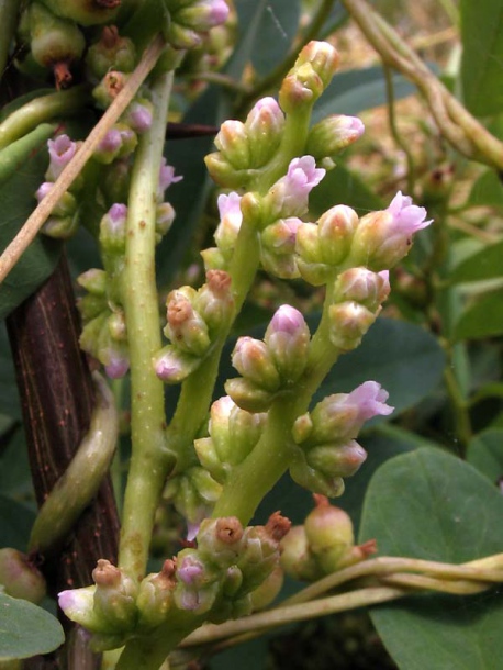 Image of Cuscuta monogyna specimen.