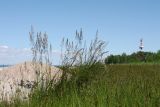 Calamagrostis groenlandica