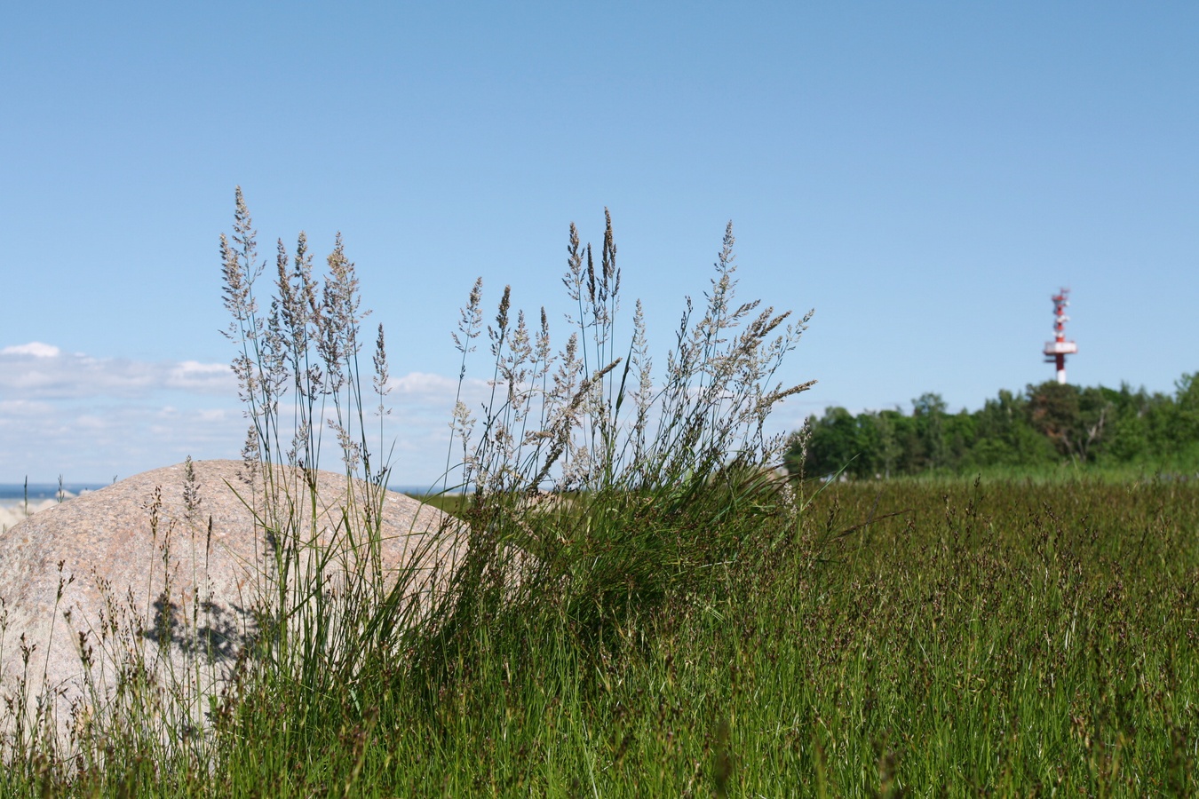 Изображение особи Calamagrostis groenlandica.